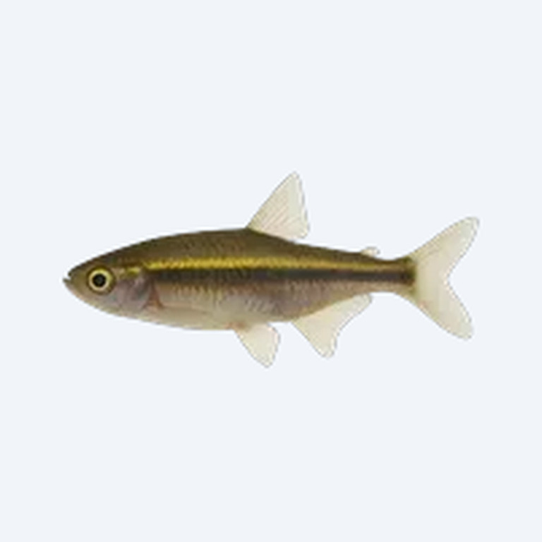 Xenotaenia resolanae (Xenotaenia resolanae) in a planted freshwater aquarium
