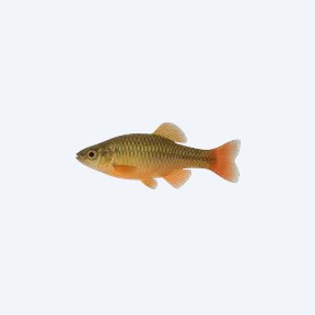 Xenotoca eiseni (Xenotoca eiseni) in a planted freshwater aquarium