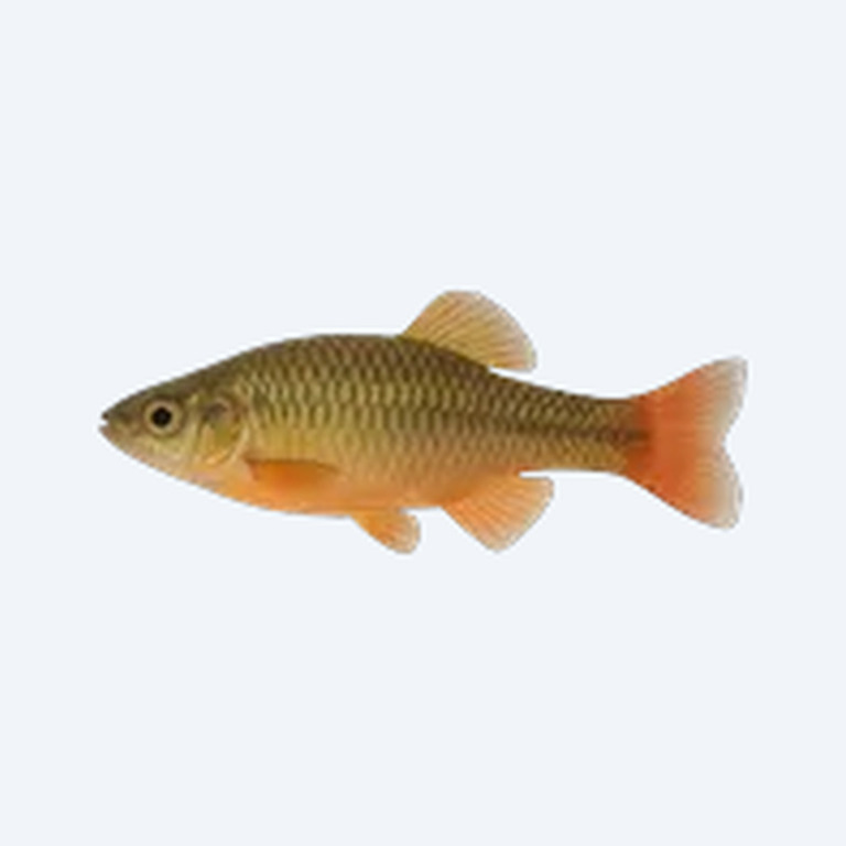 Xenotoca eiseni (Xenotoca eiseni) in a planted freshwater aquarium