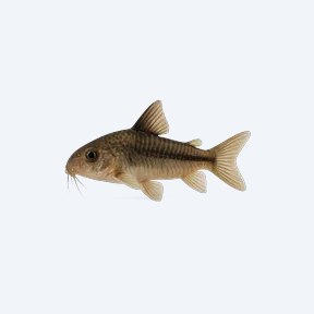 Xingu Cory (Corydoras sp.) in a planted freshwater aquarium