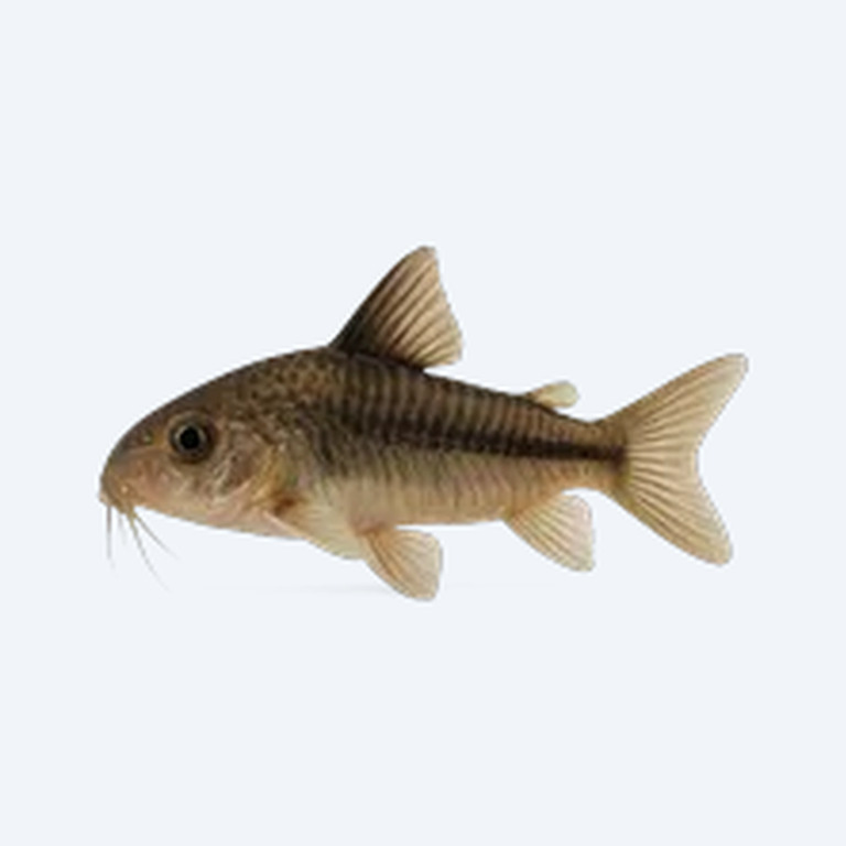 Xingu Cory (Corydoras sp.) in a freshwater aquarium