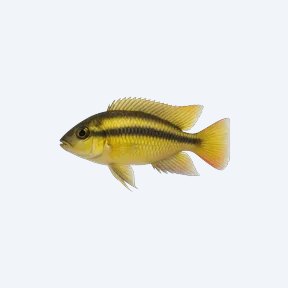 Yellow Kribensis (Pelvicachromis humilis) in a planted freshwater aquarium