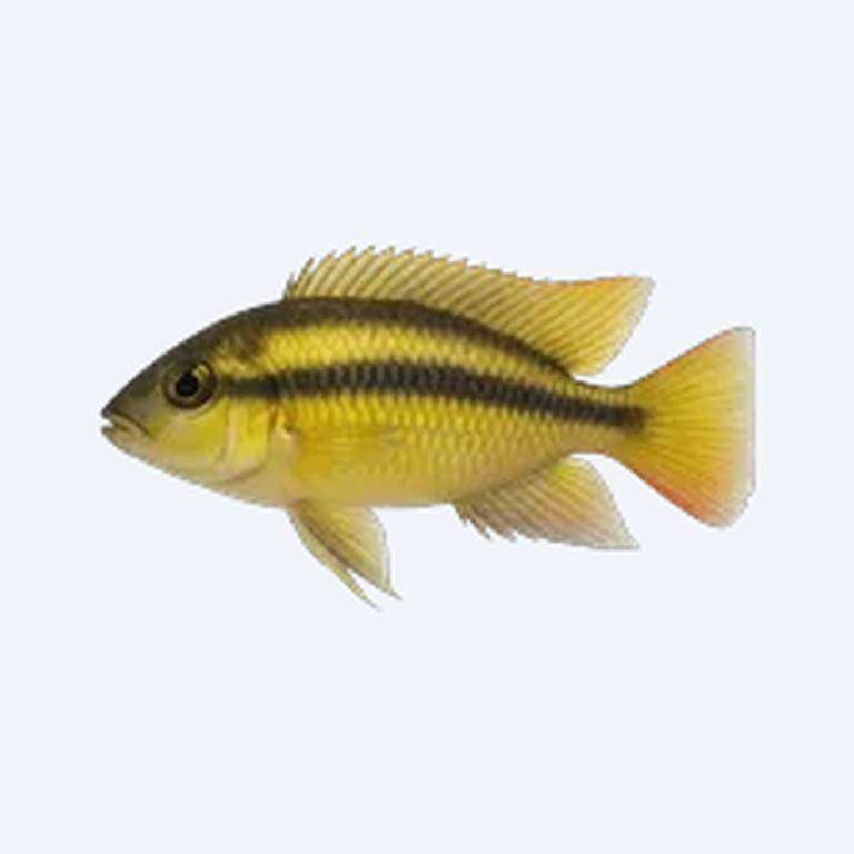 Yellow Kribensis (Pelvicachromis humilis) in a freshwater aquarium