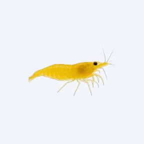 Yellow Neocaridina (Neocaridina davidi) in a planted freshwater aquarium