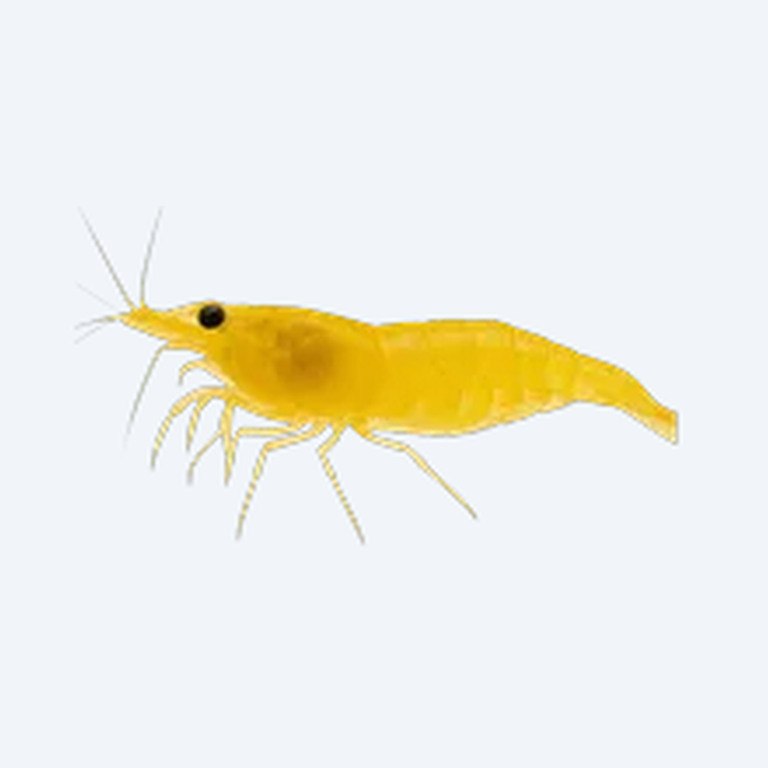 Yellow Neocaridina (Neocaridina davidi) in a planted freshwater aquarium