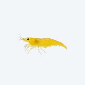 Yellow Neocaridina Shrimp (Neocaridina davidi) in a planted freshwater aquarium
