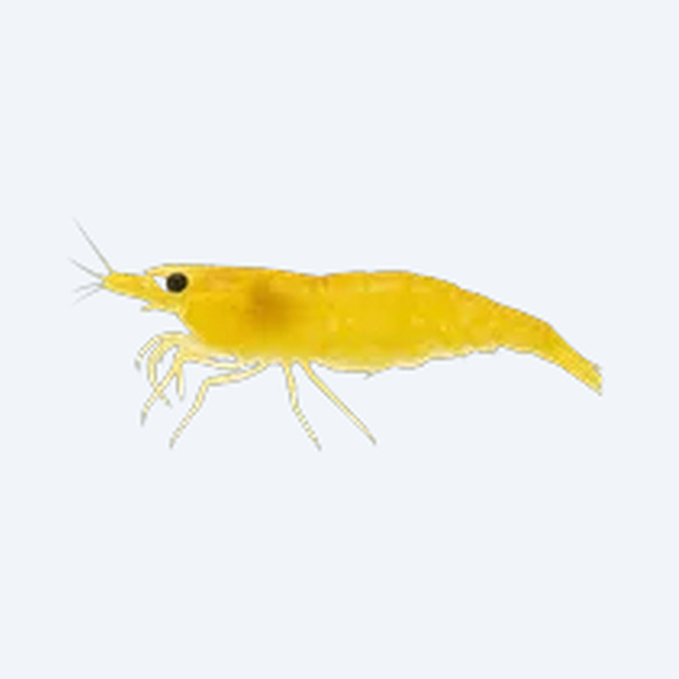 Yellow Neocaridina Shrimp (Neocaridina davidi) in a planted freshwater aquarium