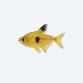 Yellow Phantom Tetra (Characidae sp.) in a planted freshwater aquarium