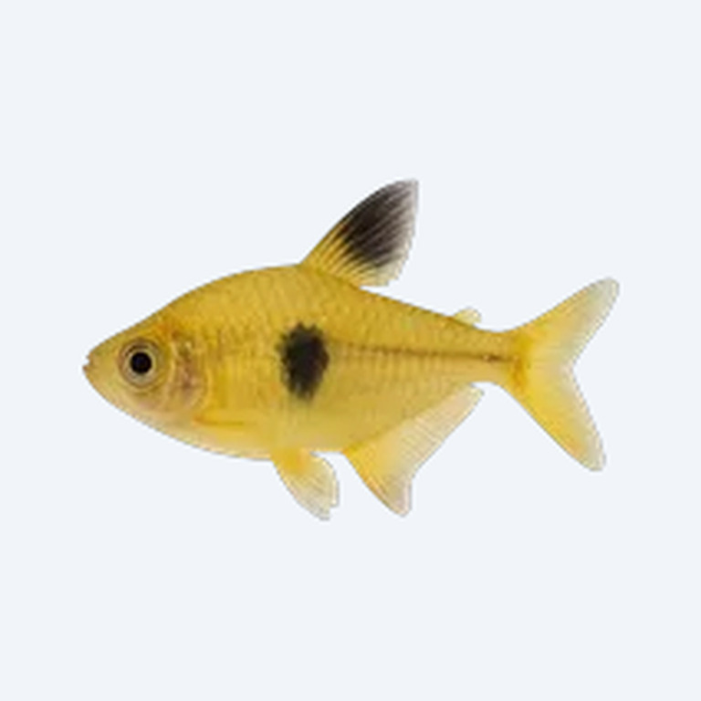 Yellow Phantom Tetra (Characidae sp.) in a freshwater aquarium