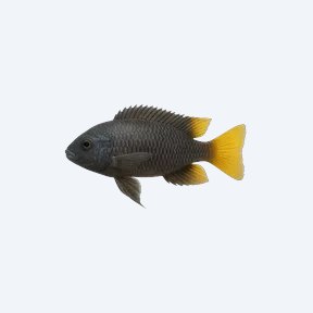 Yellow-tail Acei (Pseudotropheus acei) in a planted freshwater aquarium