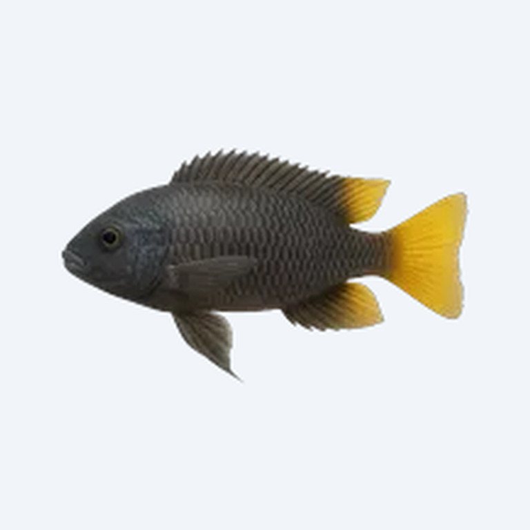 Yellow-tail Acei (Pseudotropheus acei) in a freshwater aquarium