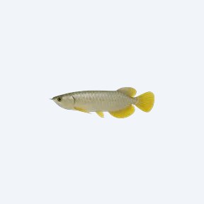 Yellow Tail Arowana (Scleropages formosus) in a planted freshwater aquarium