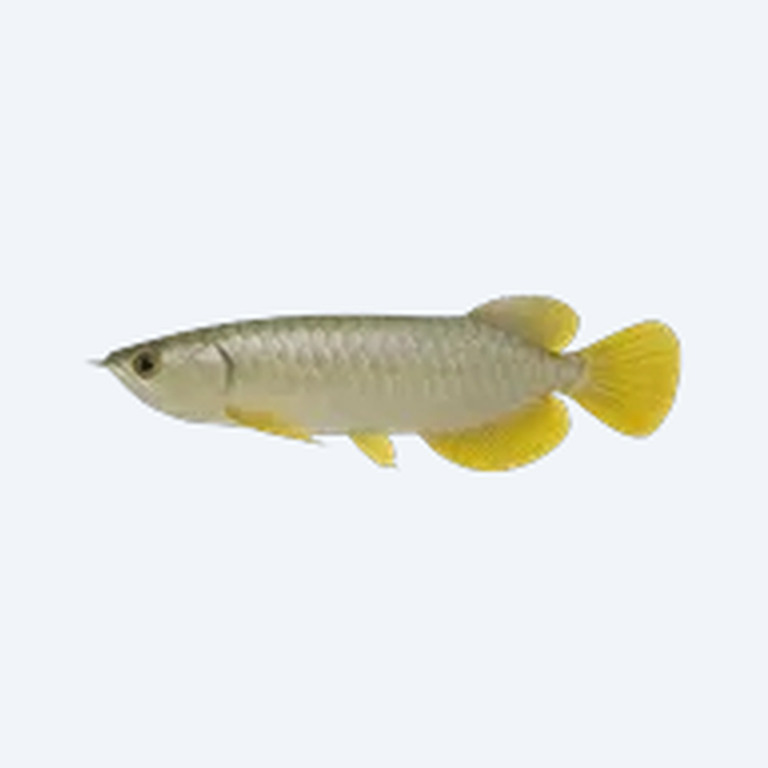 Yellow Tail Arowana (Scleropages formosus) in a planted freshwater aquarium