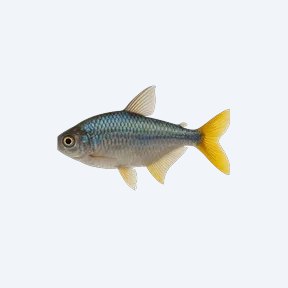 Yellow-tailed Congo Tetra (Characidae sp.) in a planted freshwater aquarium
