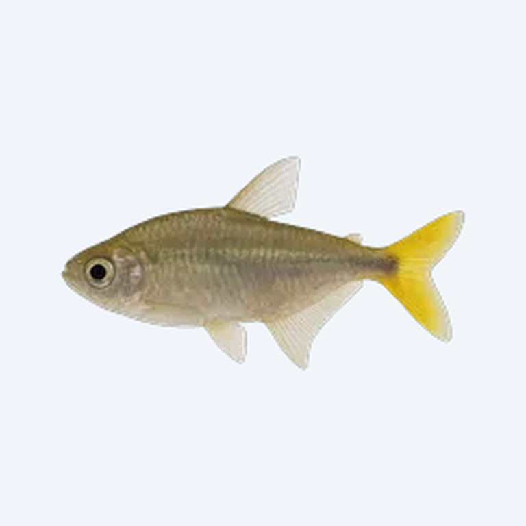 Yellow-tailed Congo Tetra (Characidae sp.) in a freshwater aquarium