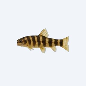 Yoyo Loach (Botia almorhae) in a planted freshwater aquarium