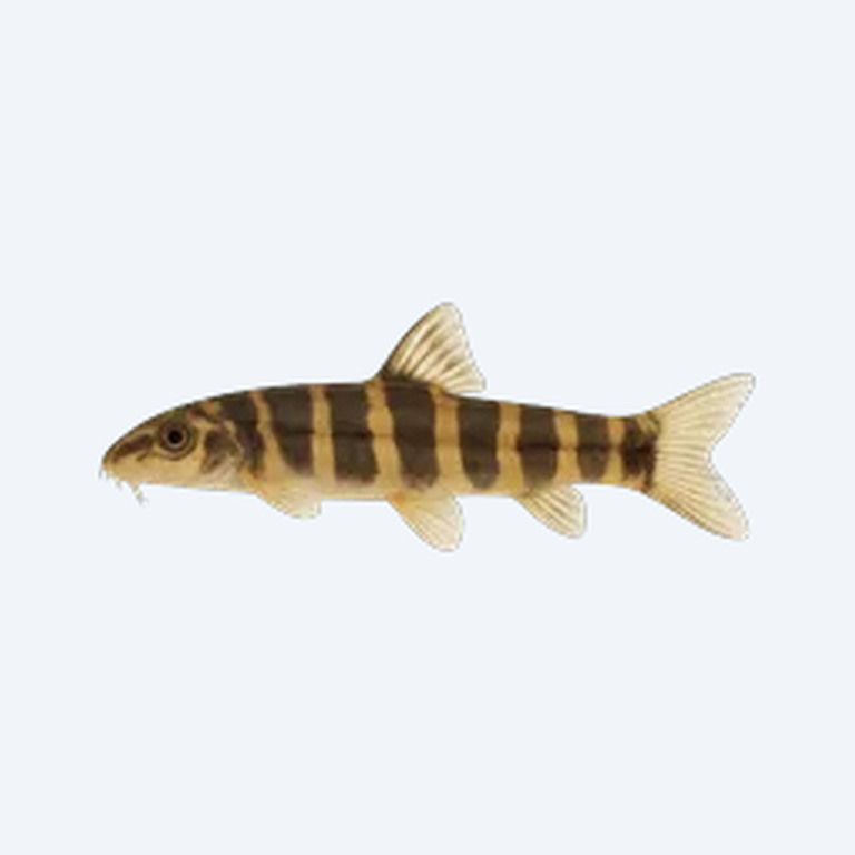 Yoyo Loach (Botia almorhae) in a freshwater aquarium
