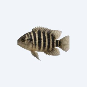 Zebra Acara (Andinoacara pulcher) in a planted freshwater aquarium