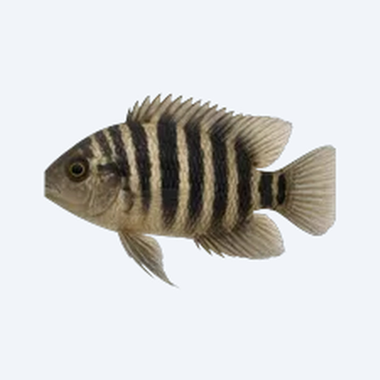Zebra Acara (Andinoacara pulcher) in a freshwater aquarium