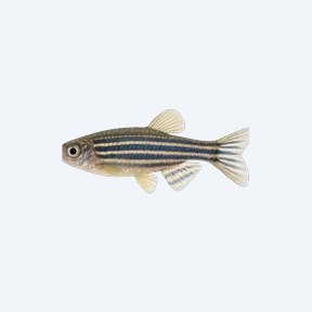 Zebra Danio (Danio rerio) in a planted freshwater aquarium