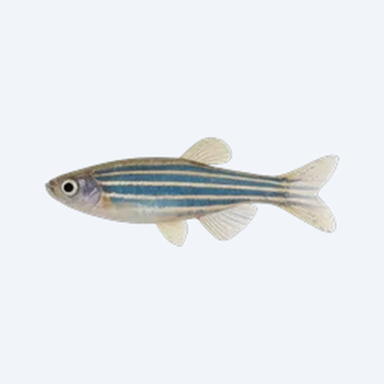 Zebra Danio (Danio rerio) in a planted freshwater aquarium