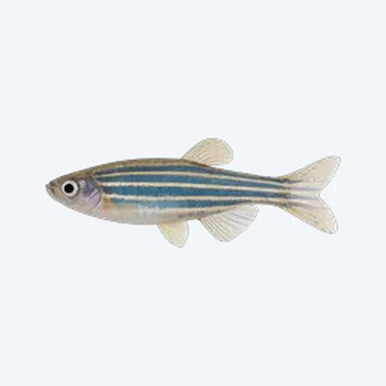 Zebra Danio Tank Mates in aquarium