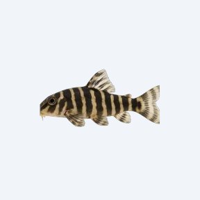 Zebra Dwarf Sucker (Otocinclus cocama) in a planted freshwater aquarium