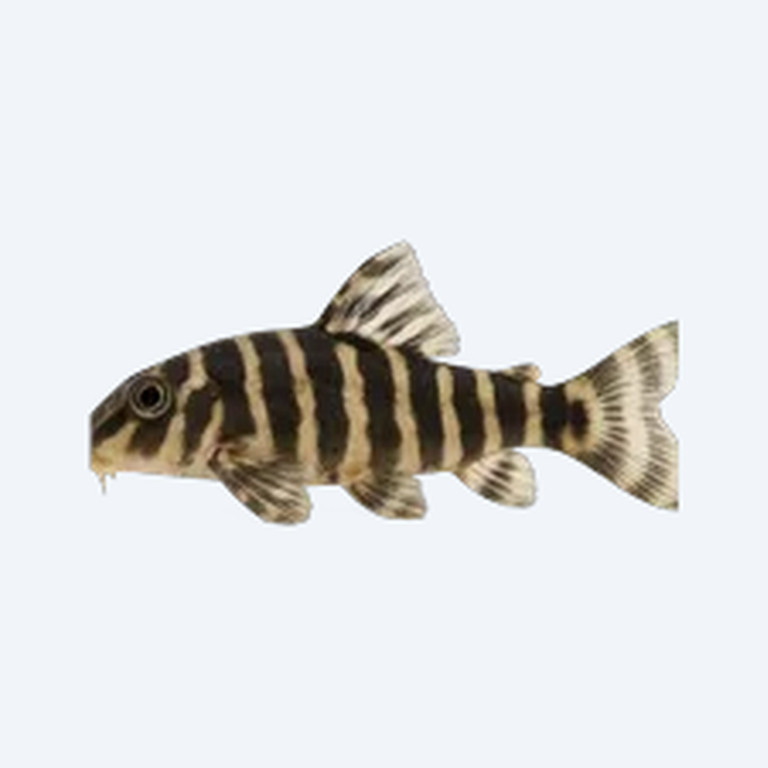Zebra Dwarf Sucker (Otocinclus cocama) in a planted freshwater aquarium