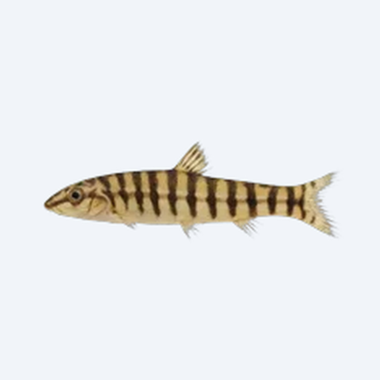 Zebra Loach (Cobitoidea sp.) in a freshwater aquarium