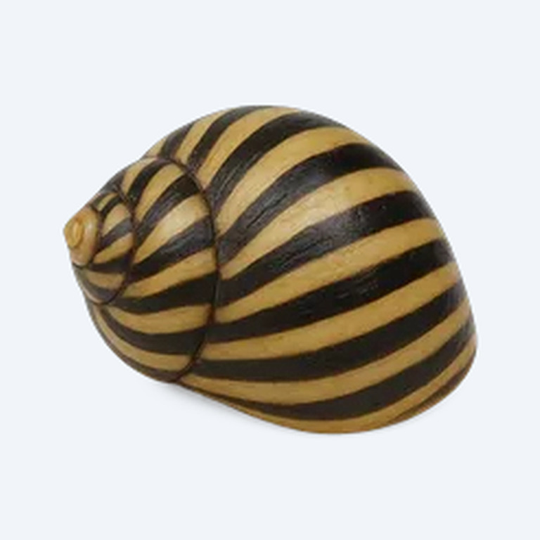 Zebra Nerite (Neritina natalensis) in a planted freshwater aquarium