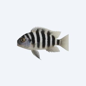 Zebra Obliquidens (Astatotilapia latifasciata) in a planted freshwater aquarium