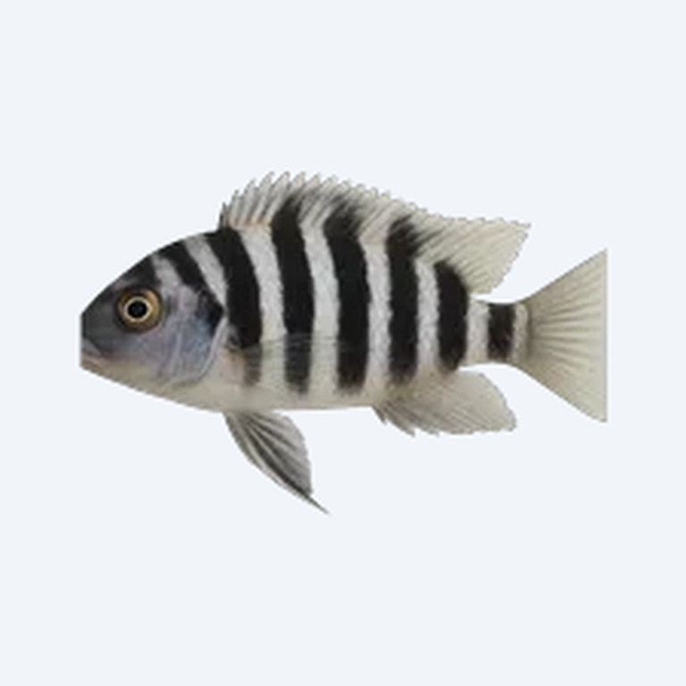 Zebra Obliquidens (Astatotilapia latifasciata) in a freshwater aquarium