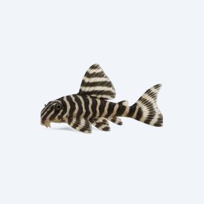 Zebra Pleco (Hypancistrus zebra) in a planted freshwater aquarium