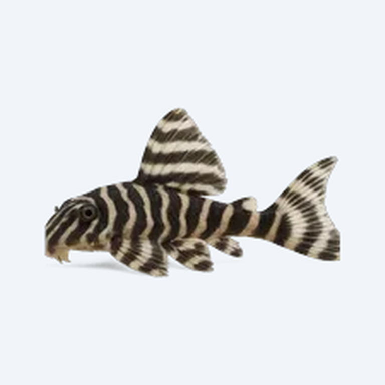 Zebra Pleco (Hypancistrus zebra) in a freshwater aquarium