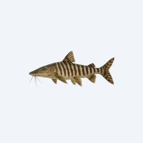 Zebra Shovelnose (Pseudoplatystoma fasciatum) in a planted freshwater aquarium