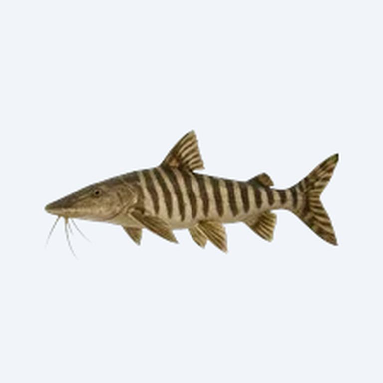 Zebra Shovelnose (Pseudoplatystoma fasciatum) in a planted freshwater aquarium