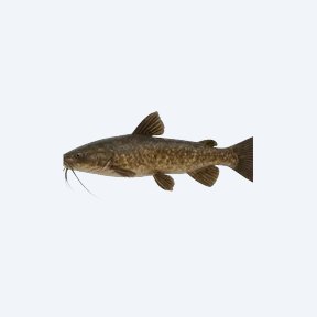 Zorro Catfish (Siluriformes sp.) in a planted freshwater aquarium