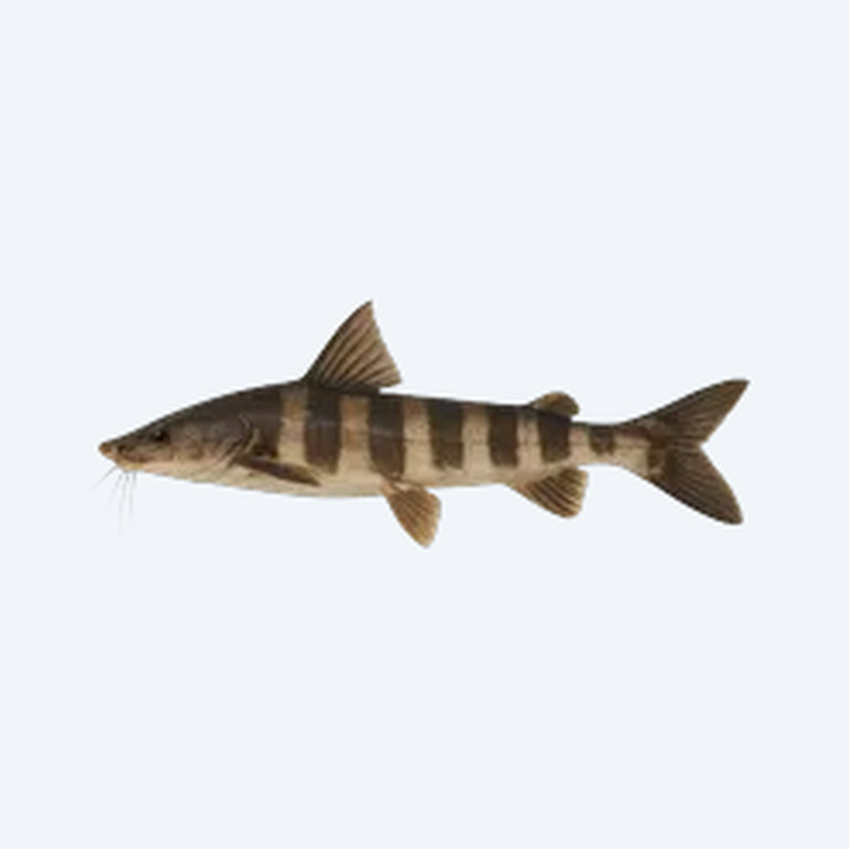 Zorro Catfish (Siluriformes sp.) in a freshwater aquarium