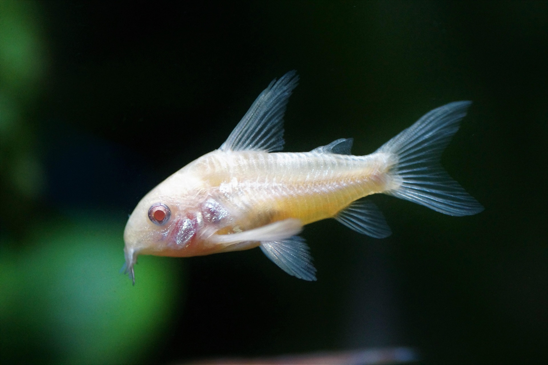 Corydoras catfish