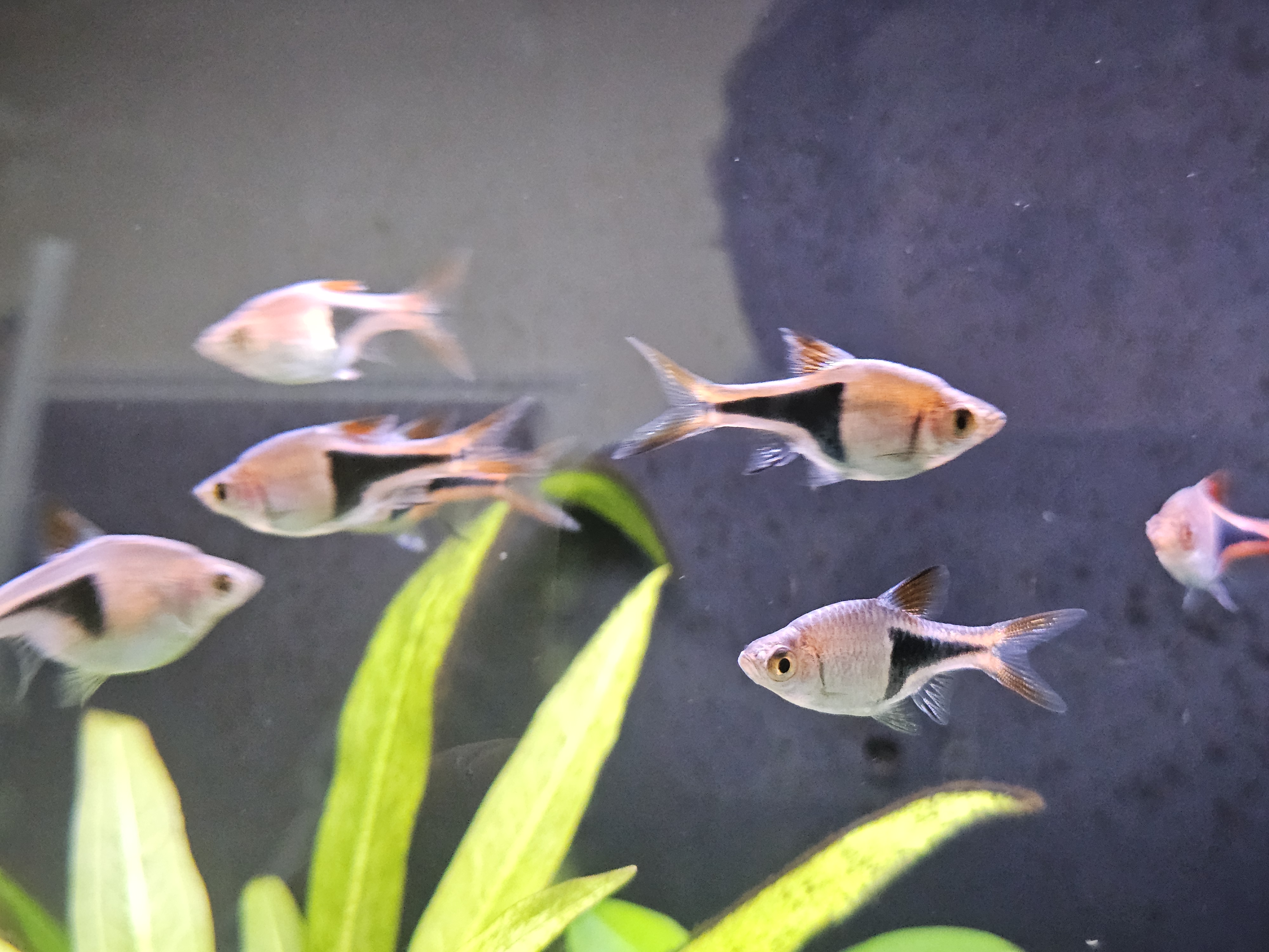 Harlequin rasbora in aquarium