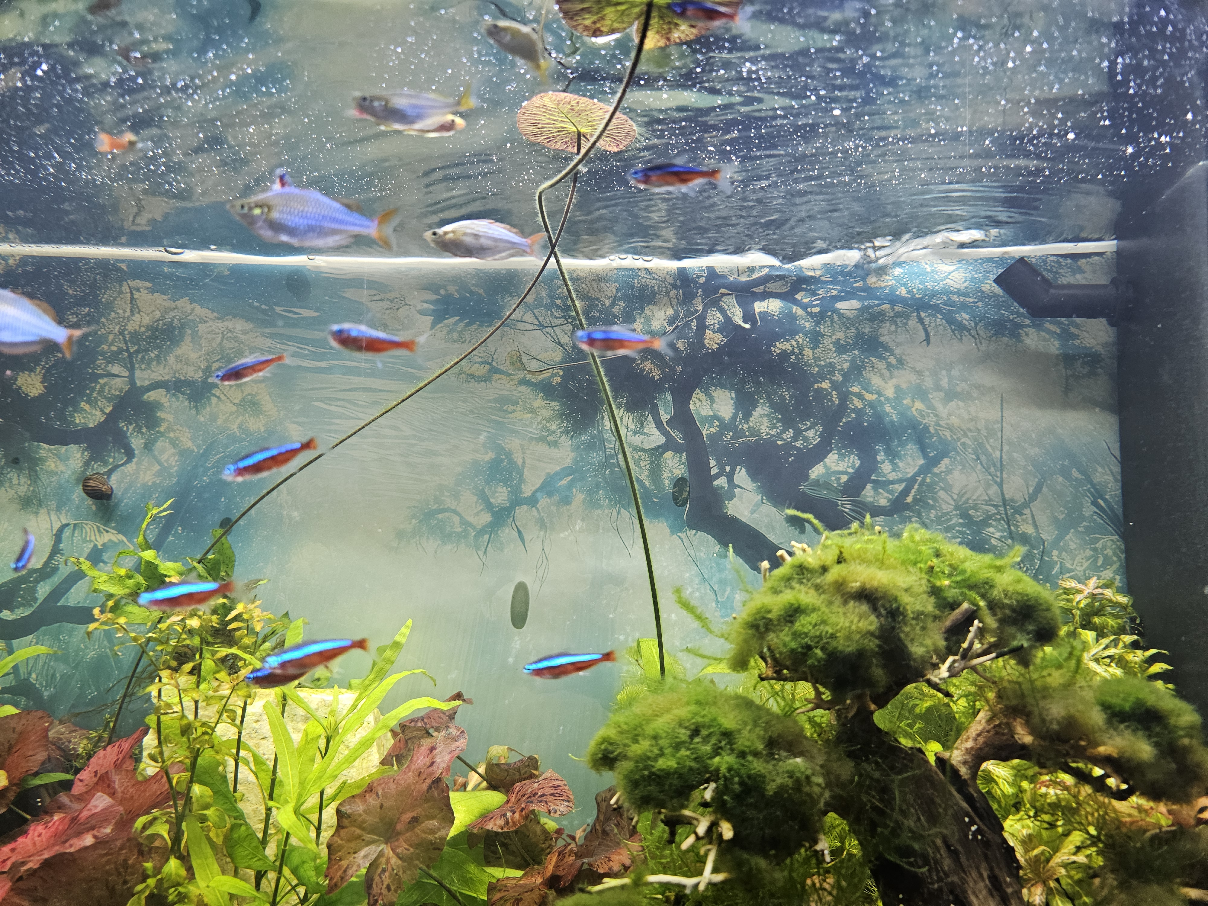 Community tank with schooling fish