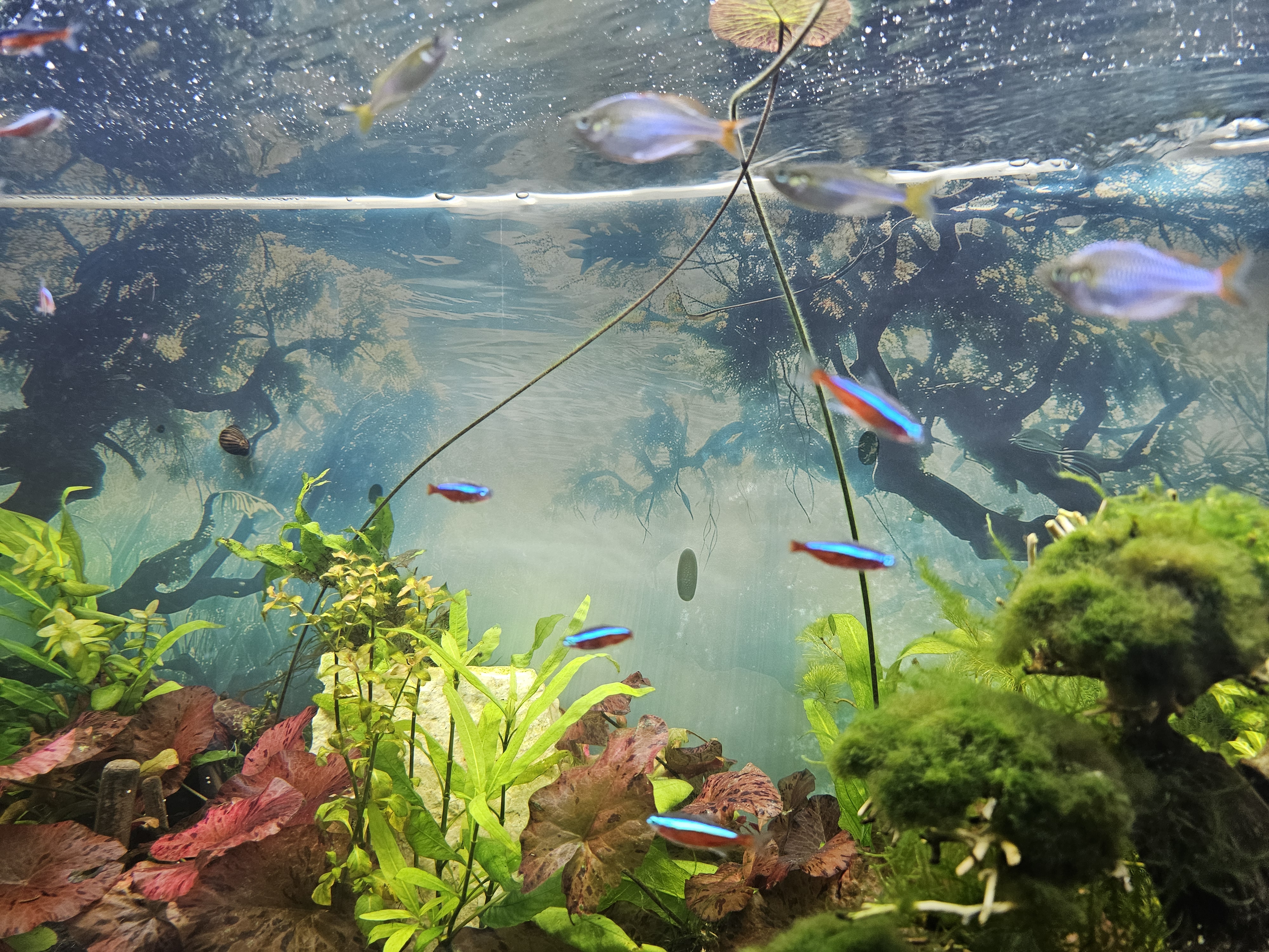 Planted aquarium with lush aquatic plants